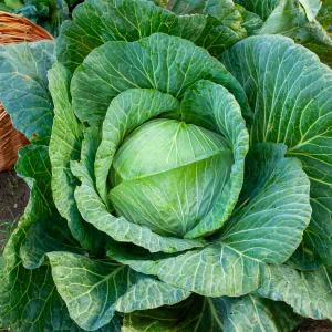 Chou Blanc de Brunswick